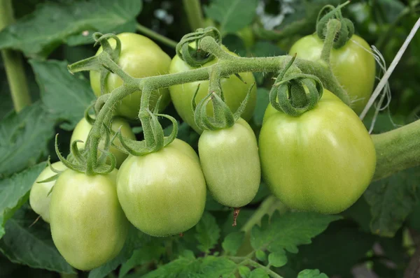 Tomatoes green — Stock Photo, Image