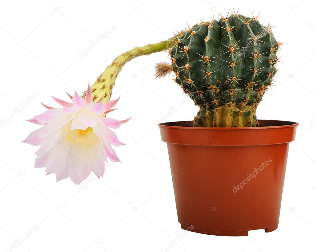 Rijke man Het spijt me Trolley Cactus met bloem ⬇ Stockfoto, rechtenvrije foto door © syaber #6514530
