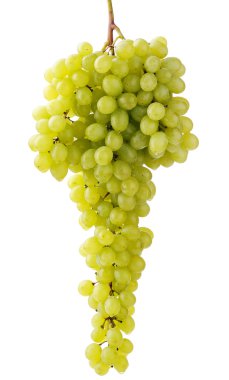 Grape bunch isolated clipart