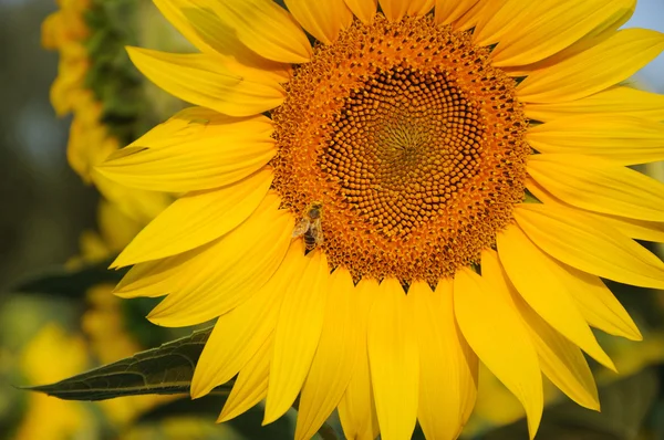 Ayçiçeği ve arı — Stok fotoğraf