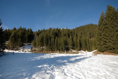 Alpine Forest clipart