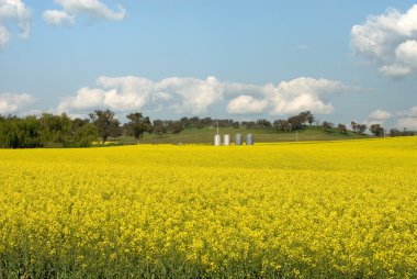 Flowering Canola Field clipart