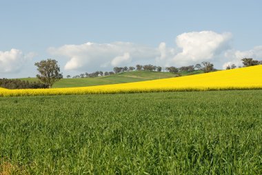 Flowering Canola Field clipart