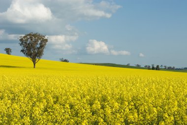 Flowering Canola Field clipart