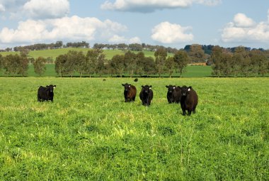 Cattle in a Field clipart