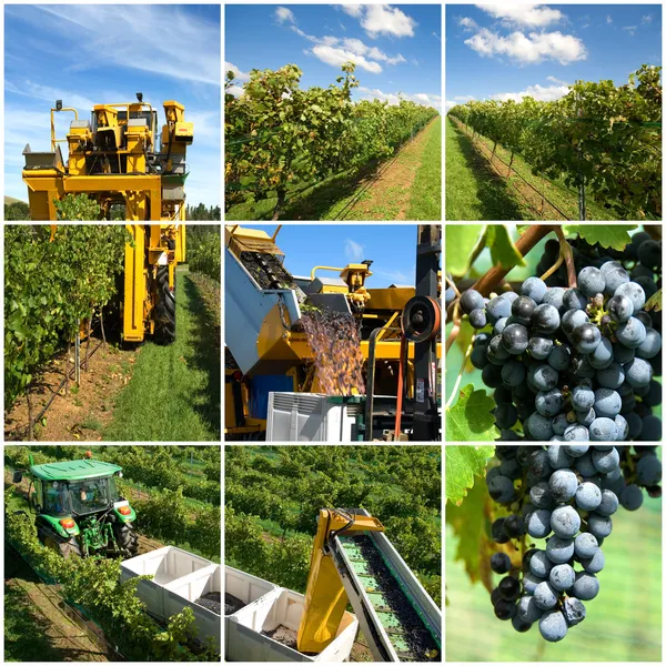 Vineyard Collage — Stock Photo, Image