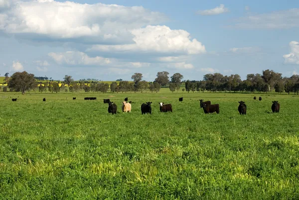 Rinder auf einem Feld — Stockfoto