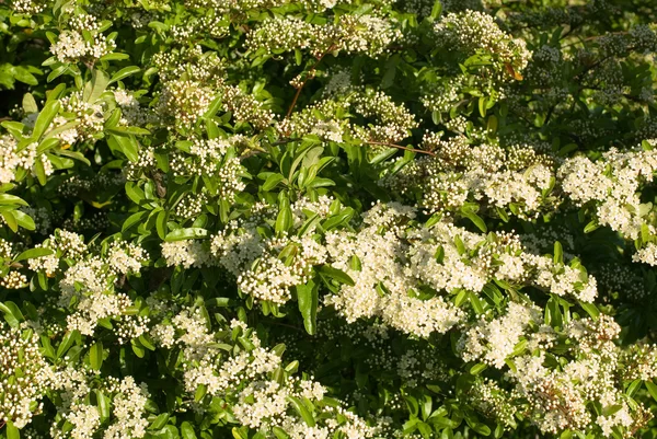 Flowering Hawthorn — Stock Photo, Image