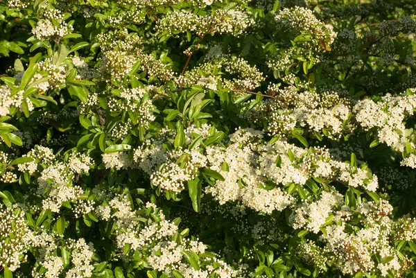Flowering Hawthorn — Stock Image Flowering Hawthorn Royalty Free Stock Images