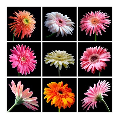 Gerbera Daisies clipart