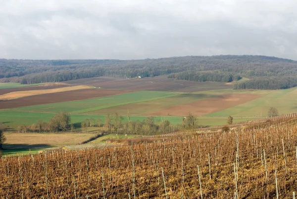 Wijngaarden, champagne, Frankrijk — Stockfoto