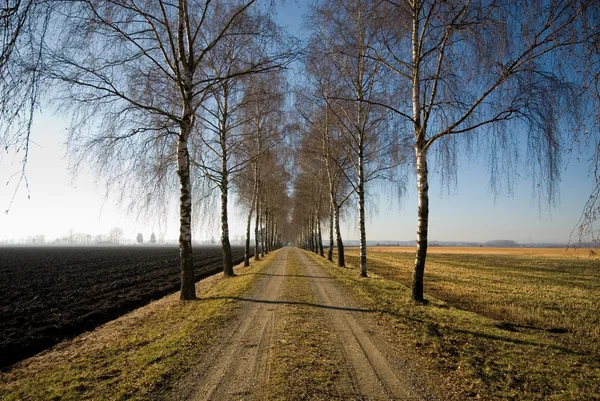 Country Lane, Alemania — Foto de Stock