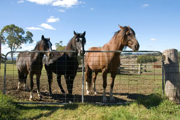 Koně u brány — Stock fotografie