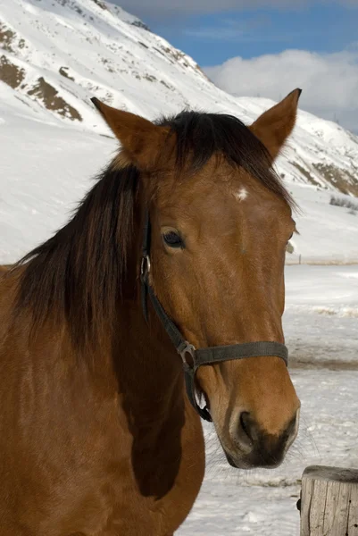 Häst i snön — Stockfoto