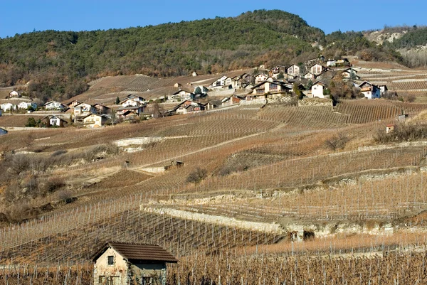 Heuvel wijngaarden — Stockfoto