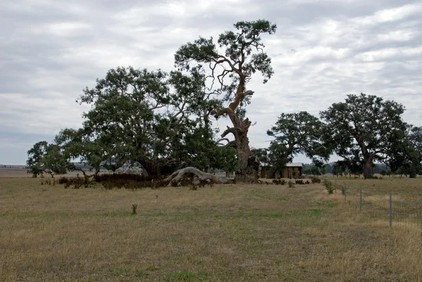 뒤틀린된 나무 — 스톡 사진