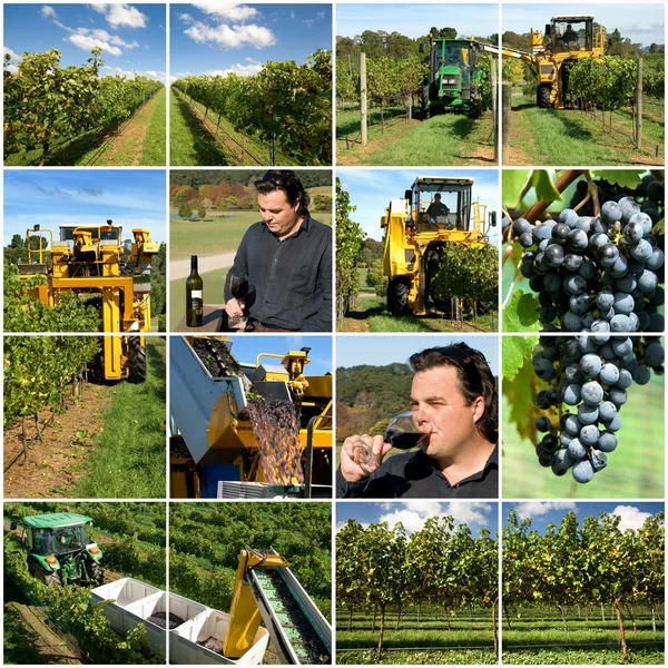 Vinproduktion — Stockfoto