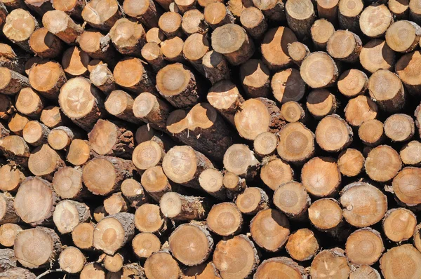 Куча стволов деревьев — стоковое фото