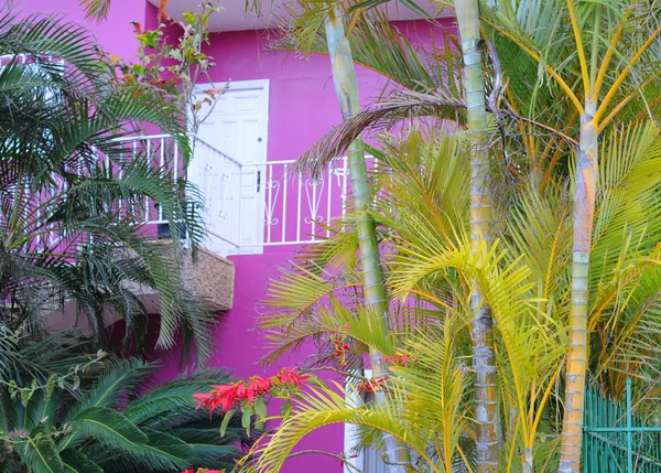Palmen und andere Vegetation vor violett gestrichenem Haus, Teneriffa — Stockfoto
