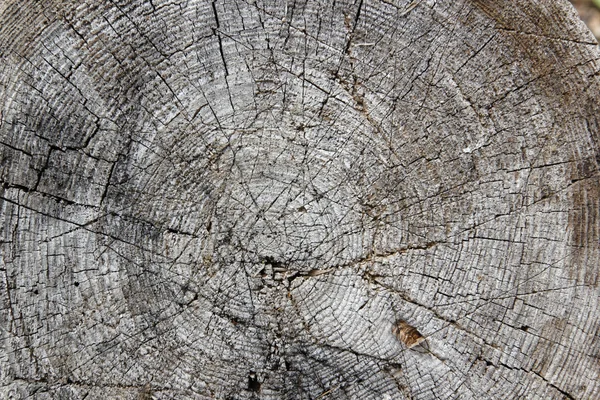 Seção de um tronco de árvore — Fotografia de Stock