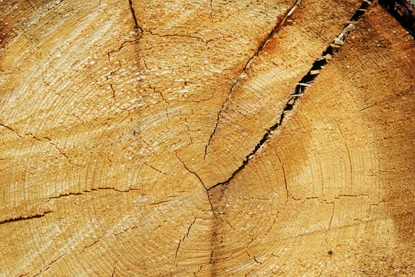 Fundo de tronco cortado — Fotografia de Stock