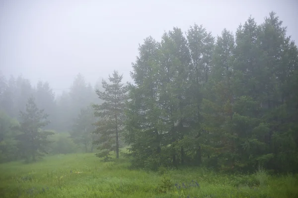 stock image Forest