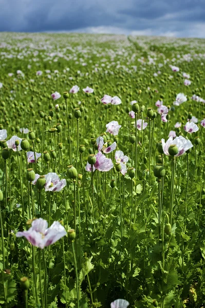 stock image Poppy