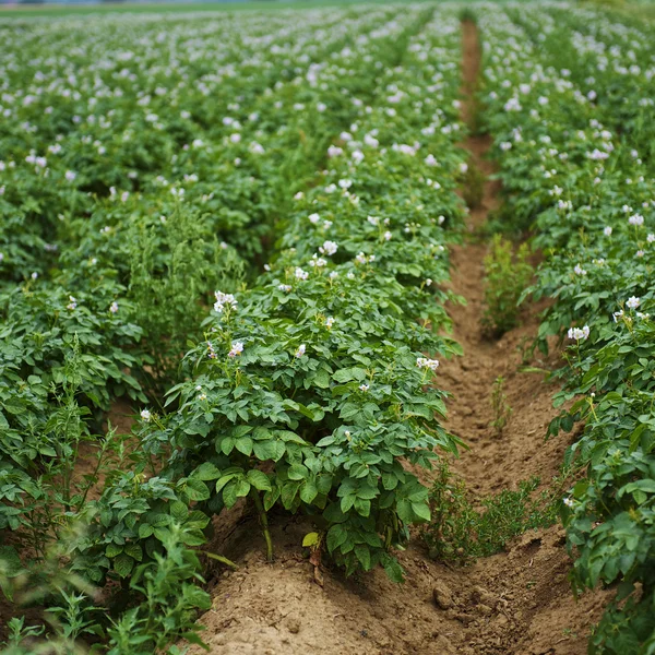 stock image Potato