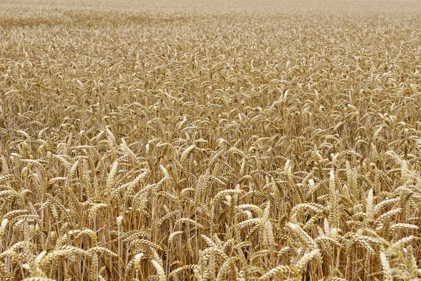 stock image Meadow