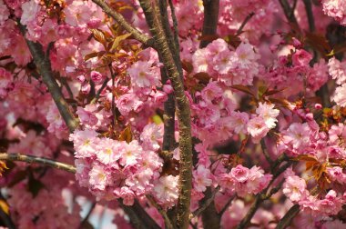 Sakura