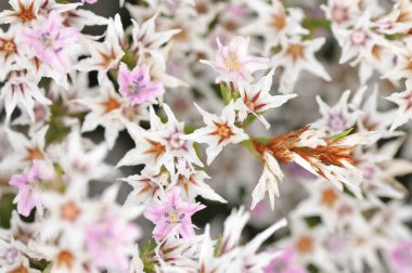 Limonium tataricum