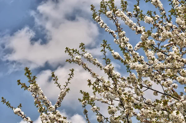 stock image The cherry