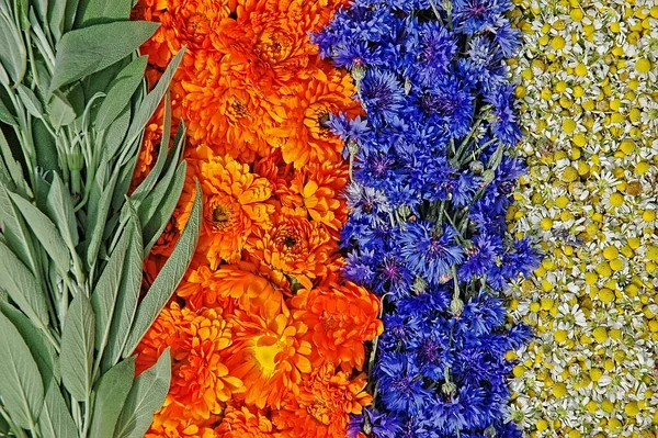 Шавлії, marigold, волошка і ромашки — стокове фото