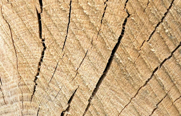 The wood — Stock Photo, Image