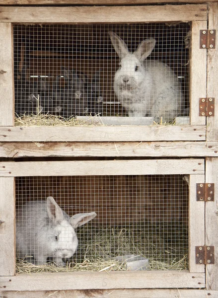 Breeding rabbits — Stock Photo, Image