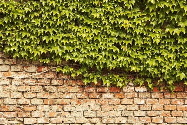 stock image Ivy wall