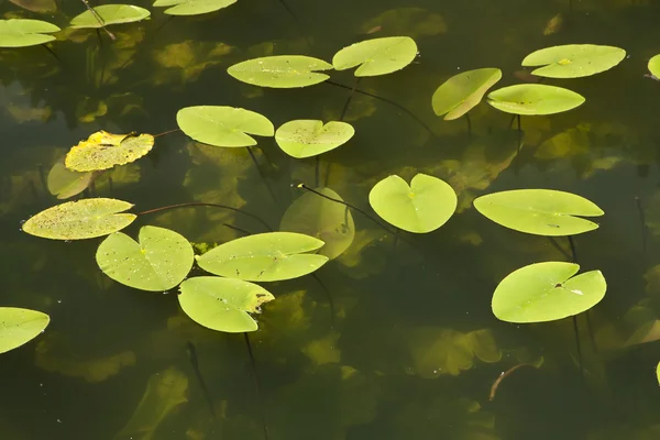 stock image Waterlily leaf