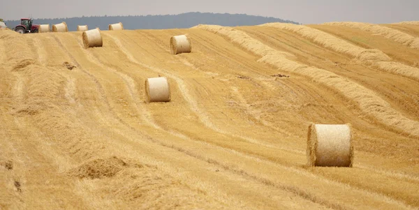 Campo de trigo após a colheita — Fotografia de Stock