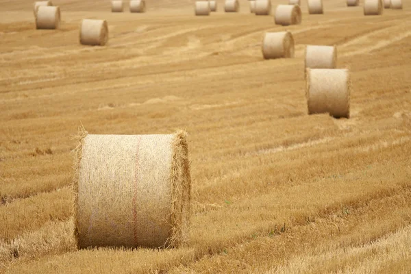 Пшеничне поле після збирання — стокове фото