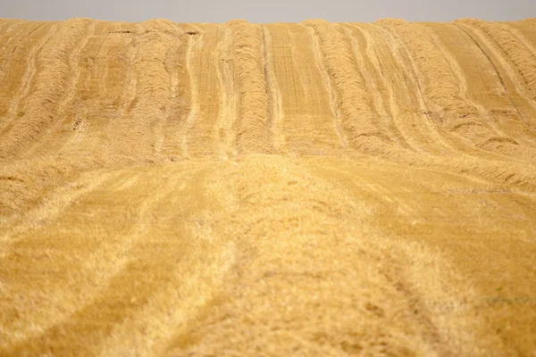Wheat field after harvesting — Stock Photo, Image