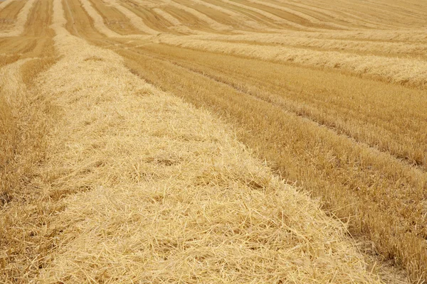 Campo di grano dopo la raccolta — Foto Stock