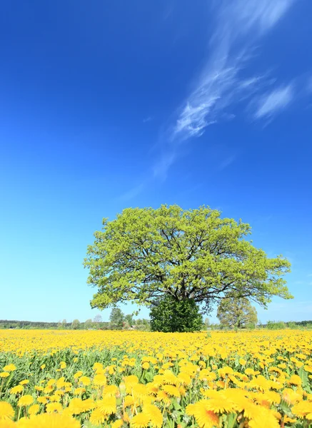 Oak in a sunny day. — Stock Photo, Image