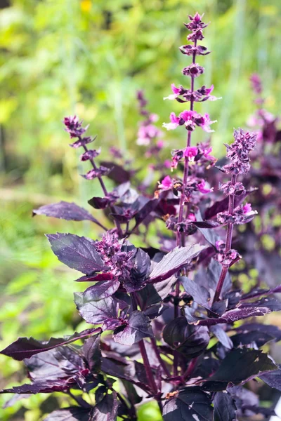 stock image Violet basil