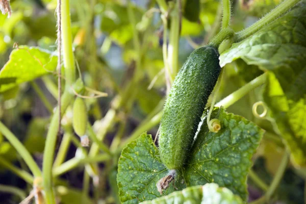 stock image Green cucumbers