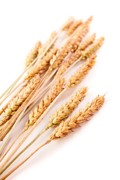 Пшеница . — стоковое фото