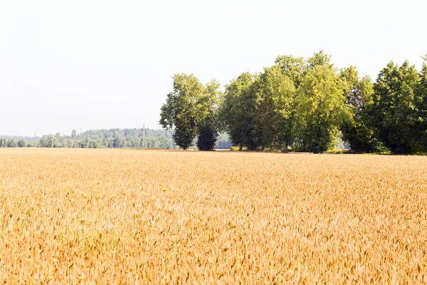 stock image Wheat.