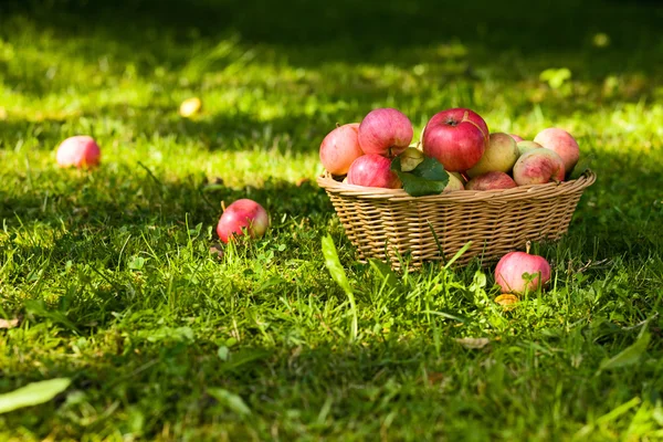 Спелые яблоки . — стоковое фото