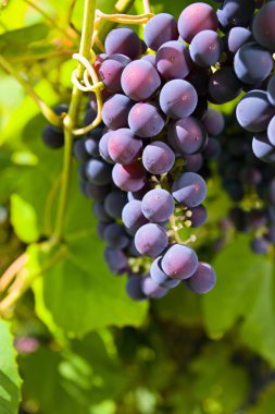 Grape in vineyard. clipart