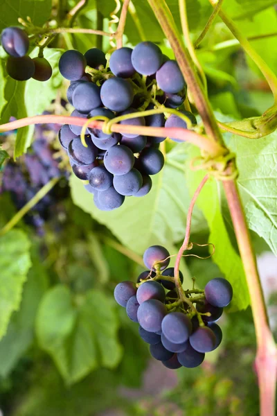 Le raisin dans le vignoble . — Photo