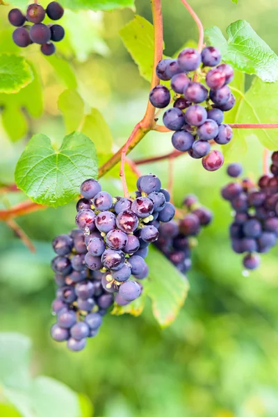 Виноград в винограднике после дождя . — стоковое фото